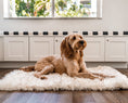 Load image into Gallery viewer, PupRug by Paw.com™ Portable Orthopedic Dog Bed - White with Brown Accents
