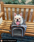 Load image into Gallery viewer, Mr. Peanut's Gold Series Big Apple XL Size Airline Compliant Expandable Pet Carrier
