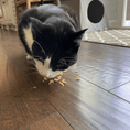 Load image into Gallery viewer, Turkey Crumbles for Cats
