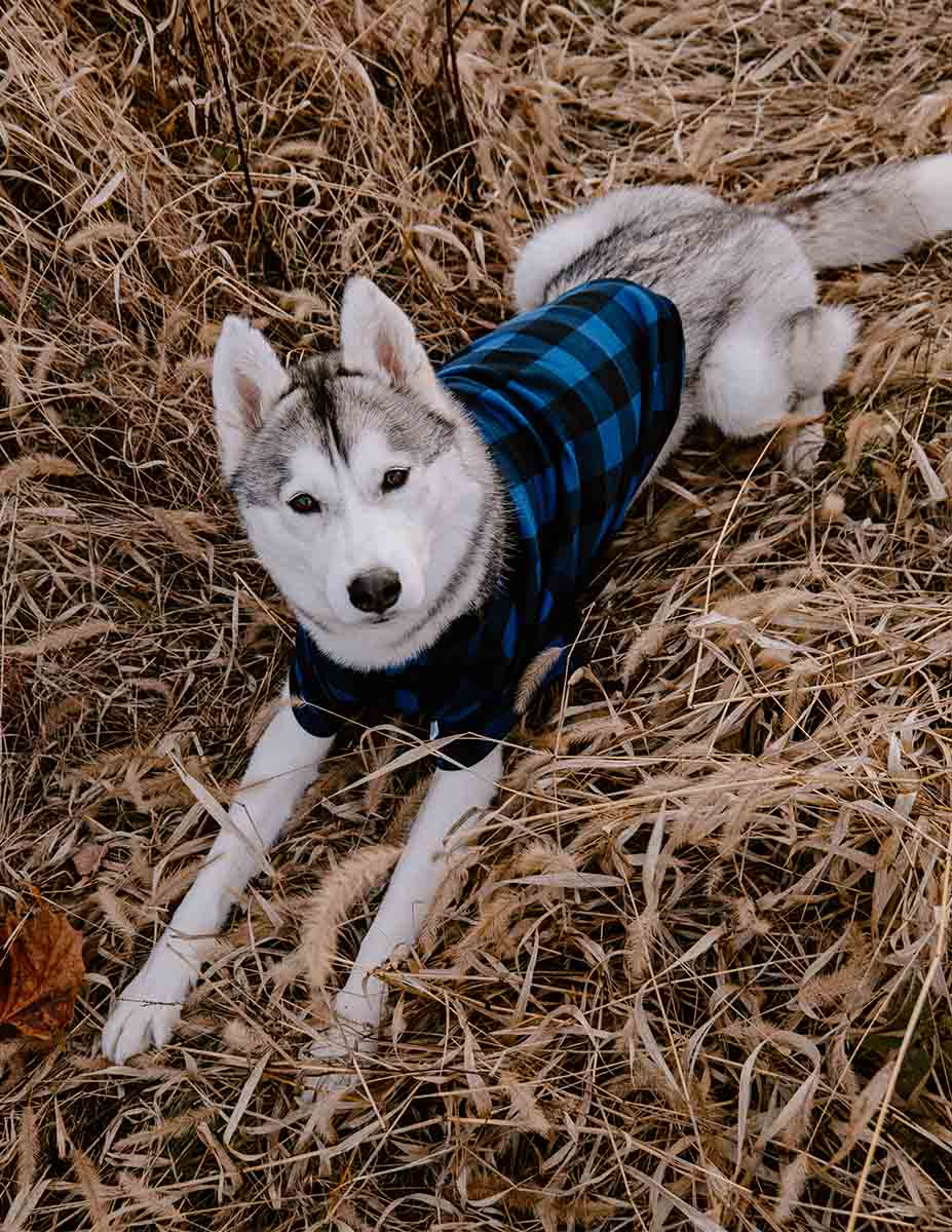 Big Dog Black & Navy Plaid Pajamas