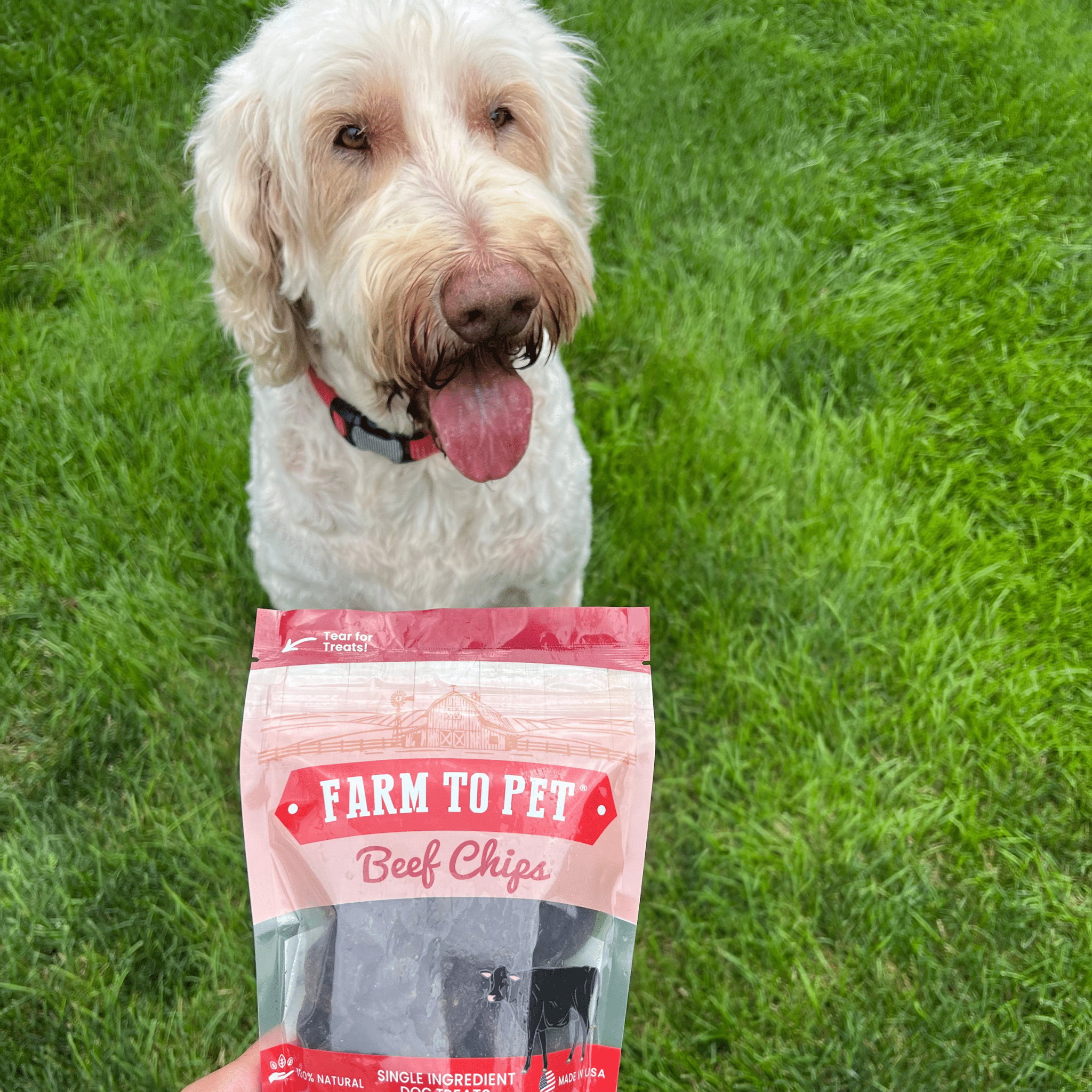 Beef Chips for Dogs