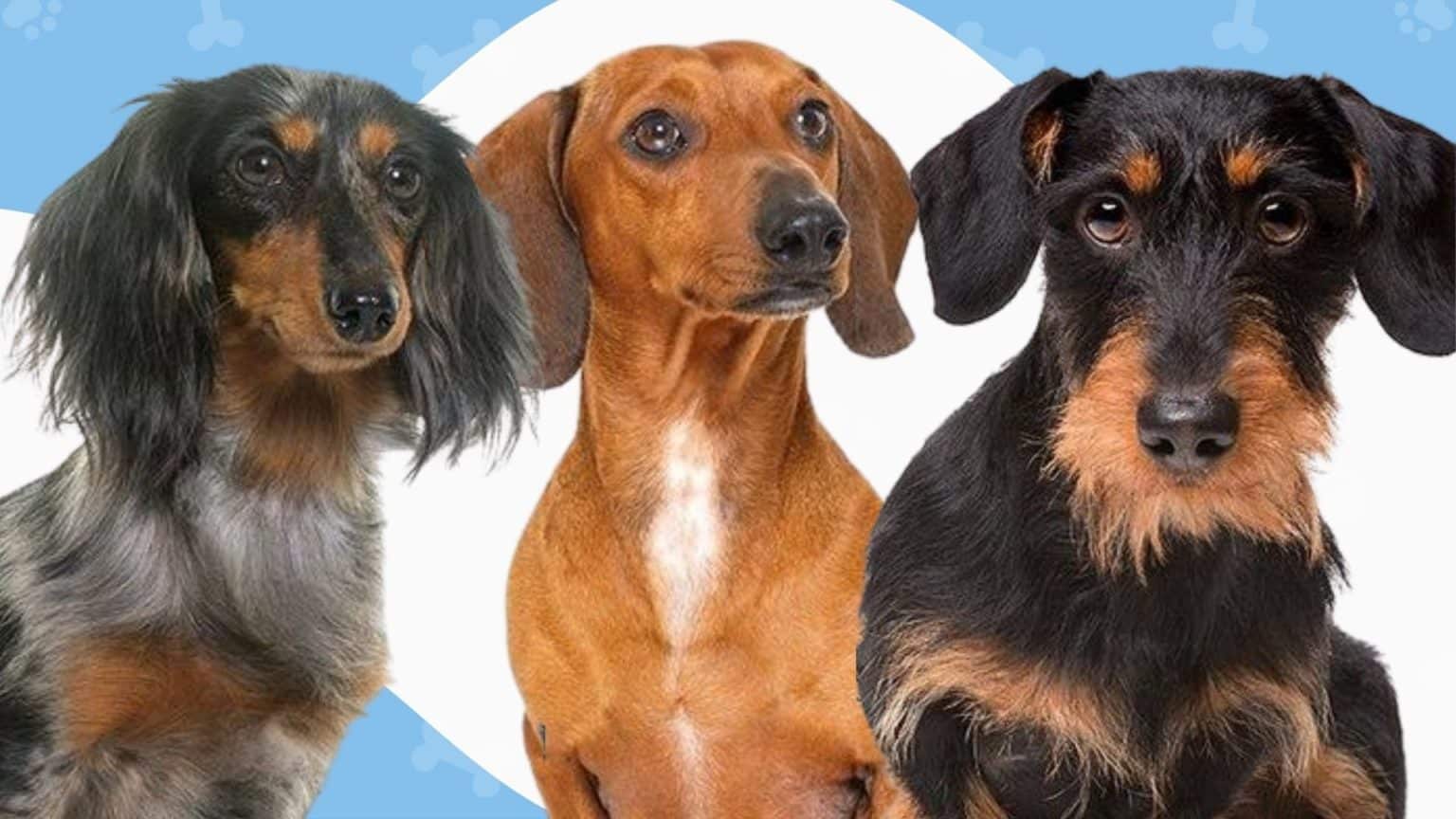 The 3 Types of Dachshunds: Do You Know Them All?