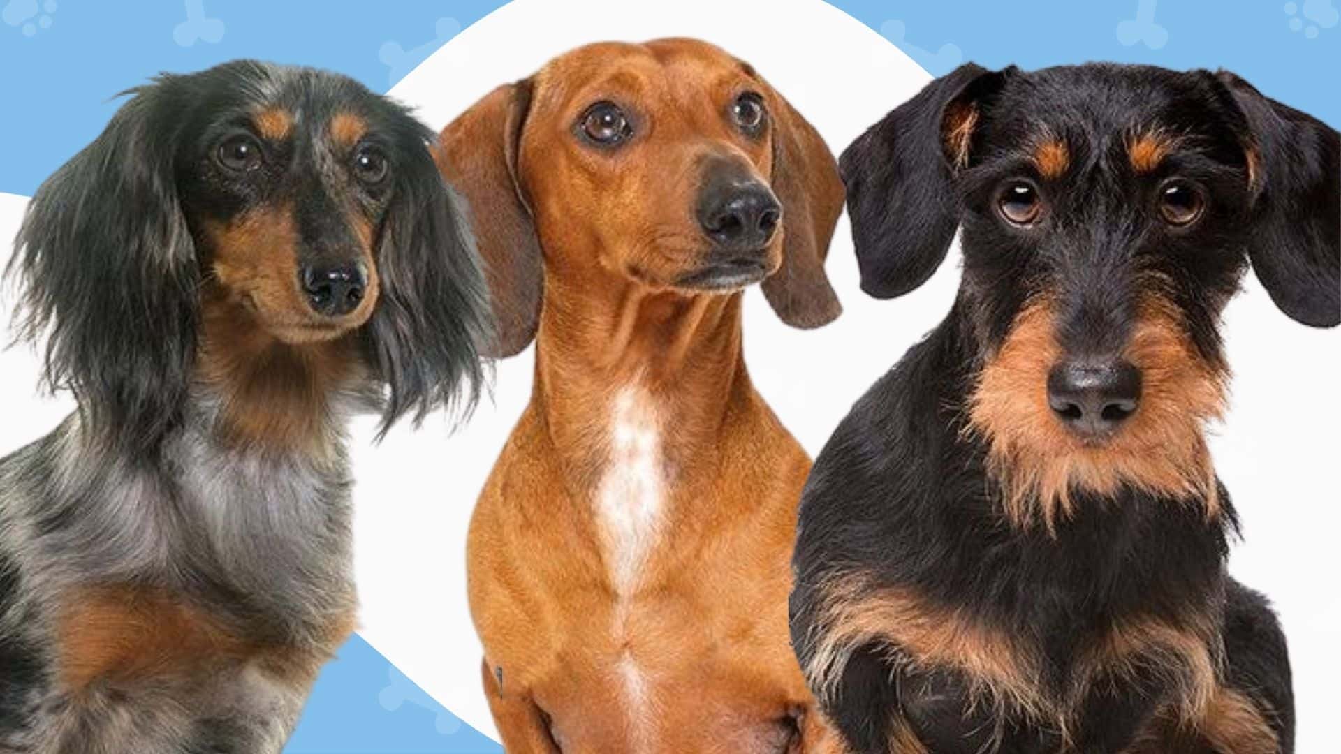 Types Of Dachshunds Colors at George Leedy blog