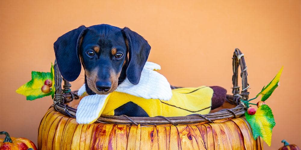 are dachshunds intelligent dogs