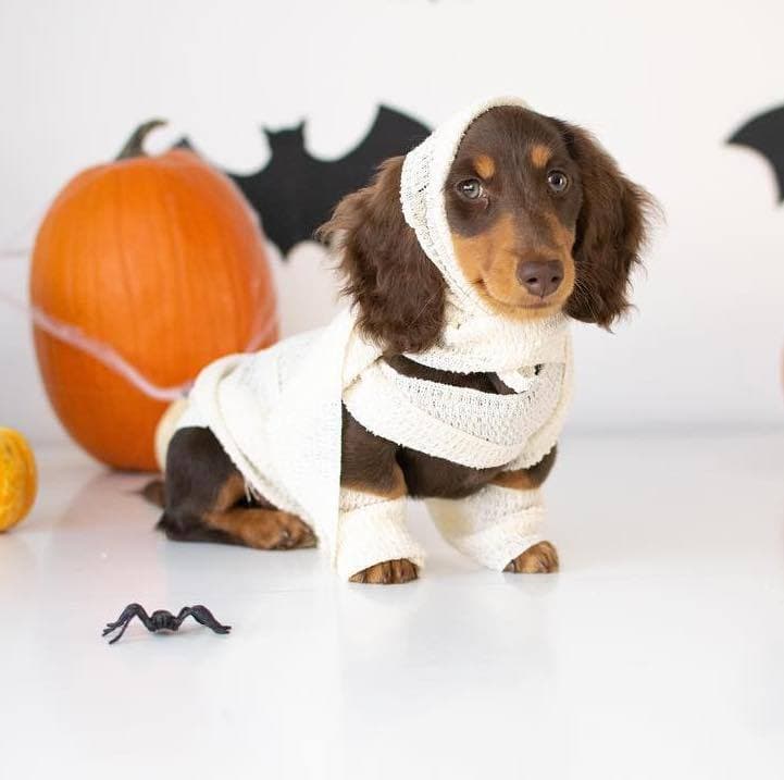 Top 10 Sausage Dog Halloween Costumes!