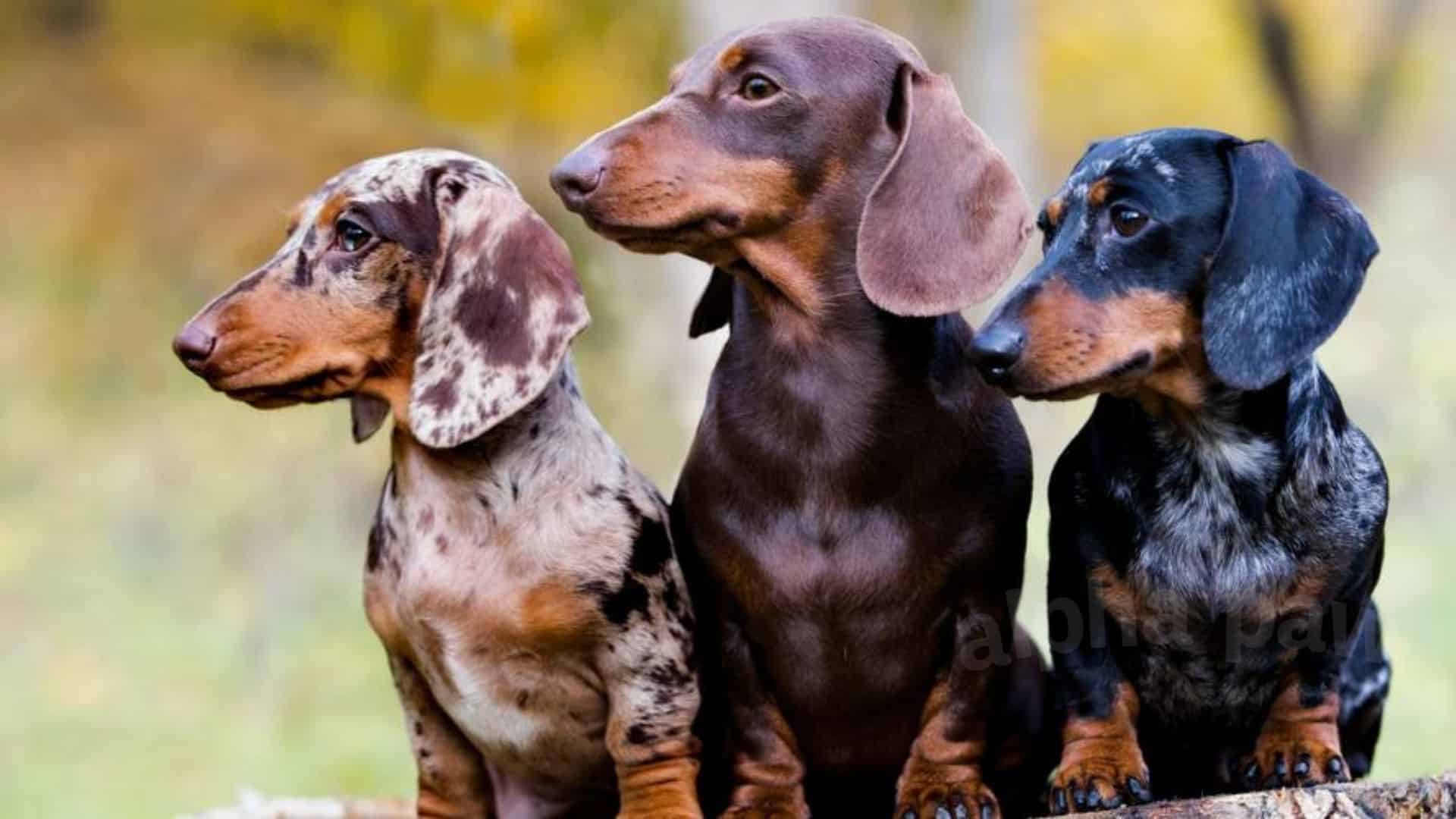 How Social Are Dachshunds