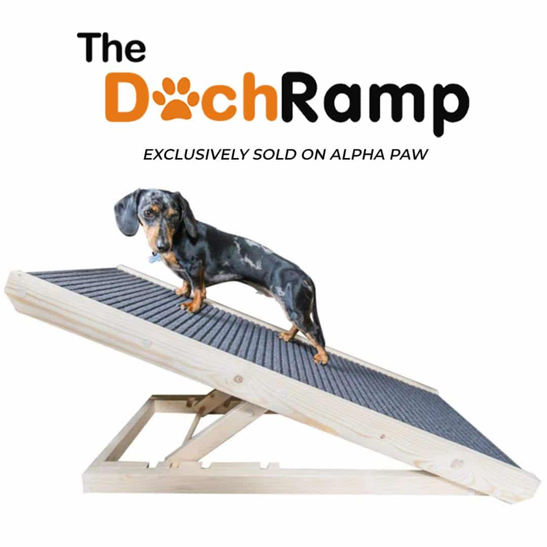 dachshund ramp amazon