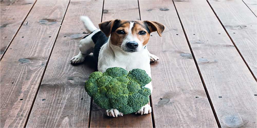 Can Dogs Eat Broccoli Our Vet Weighs In