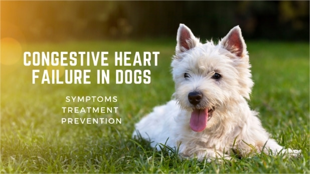 dog congestive heart failure coughing treatment