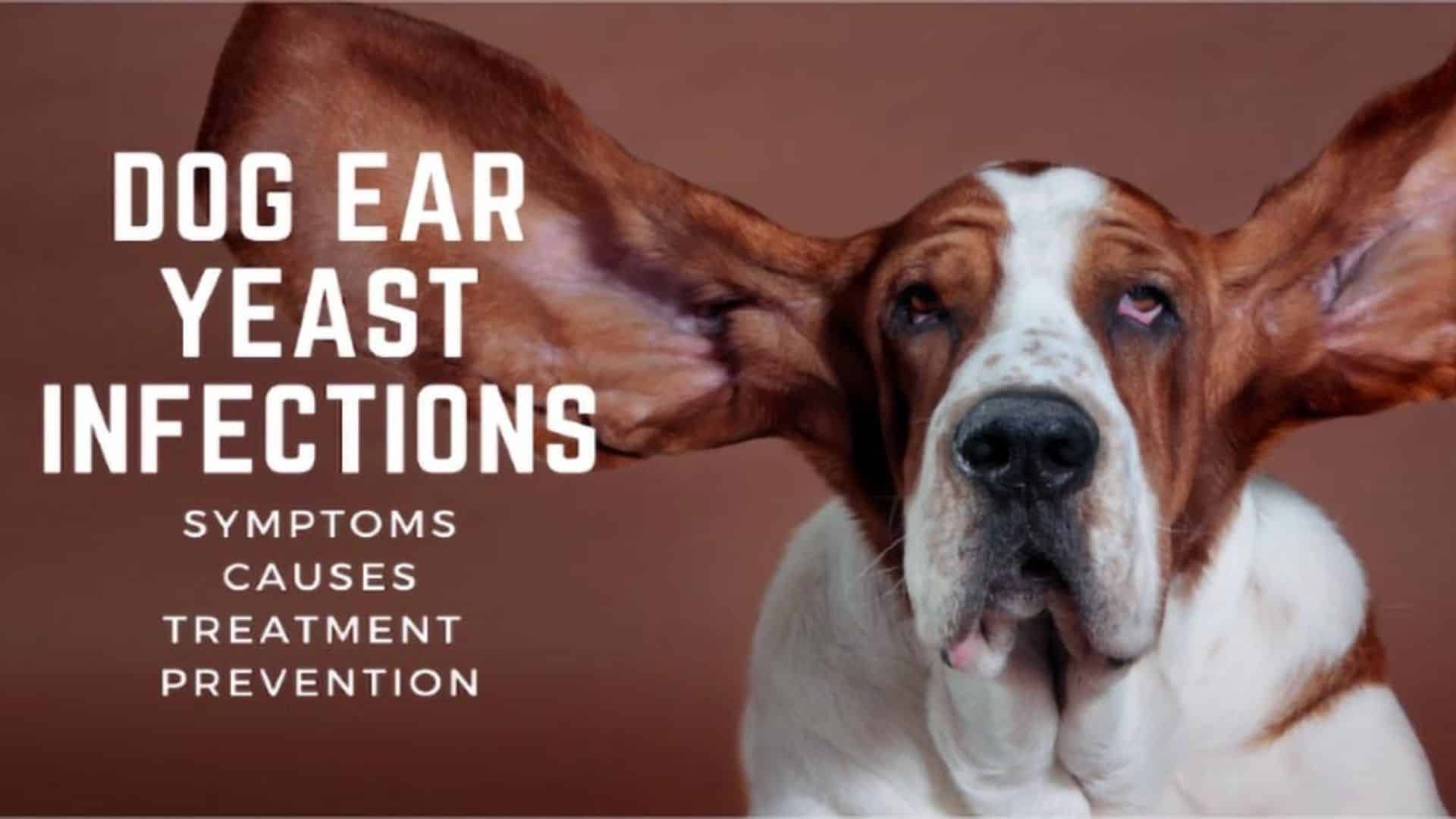 Dog Ear Yeast Infections Symptoms Causes Treatment Prevention