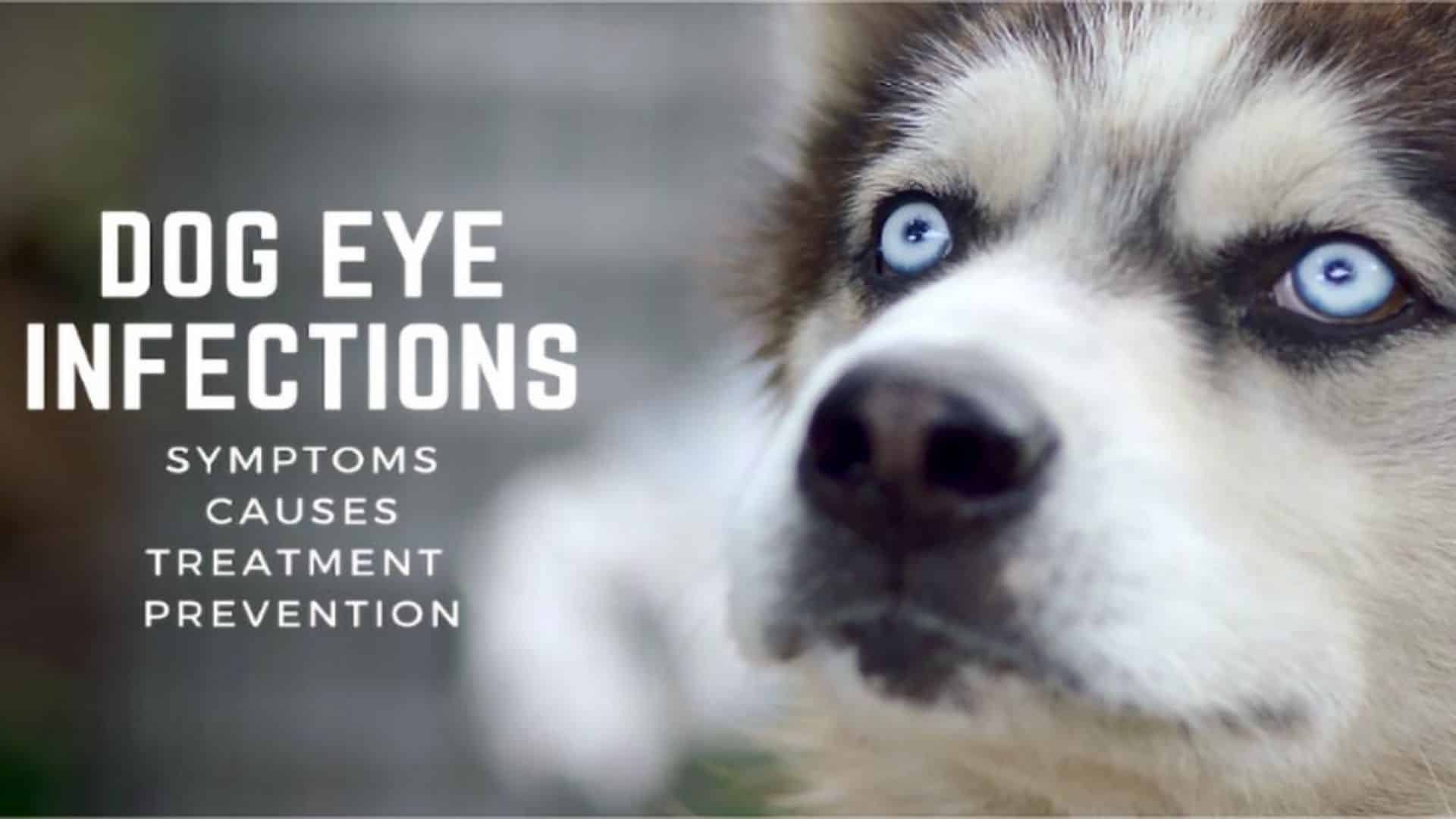 dog-eye-infections-symptoms-causes-treatment-prevention