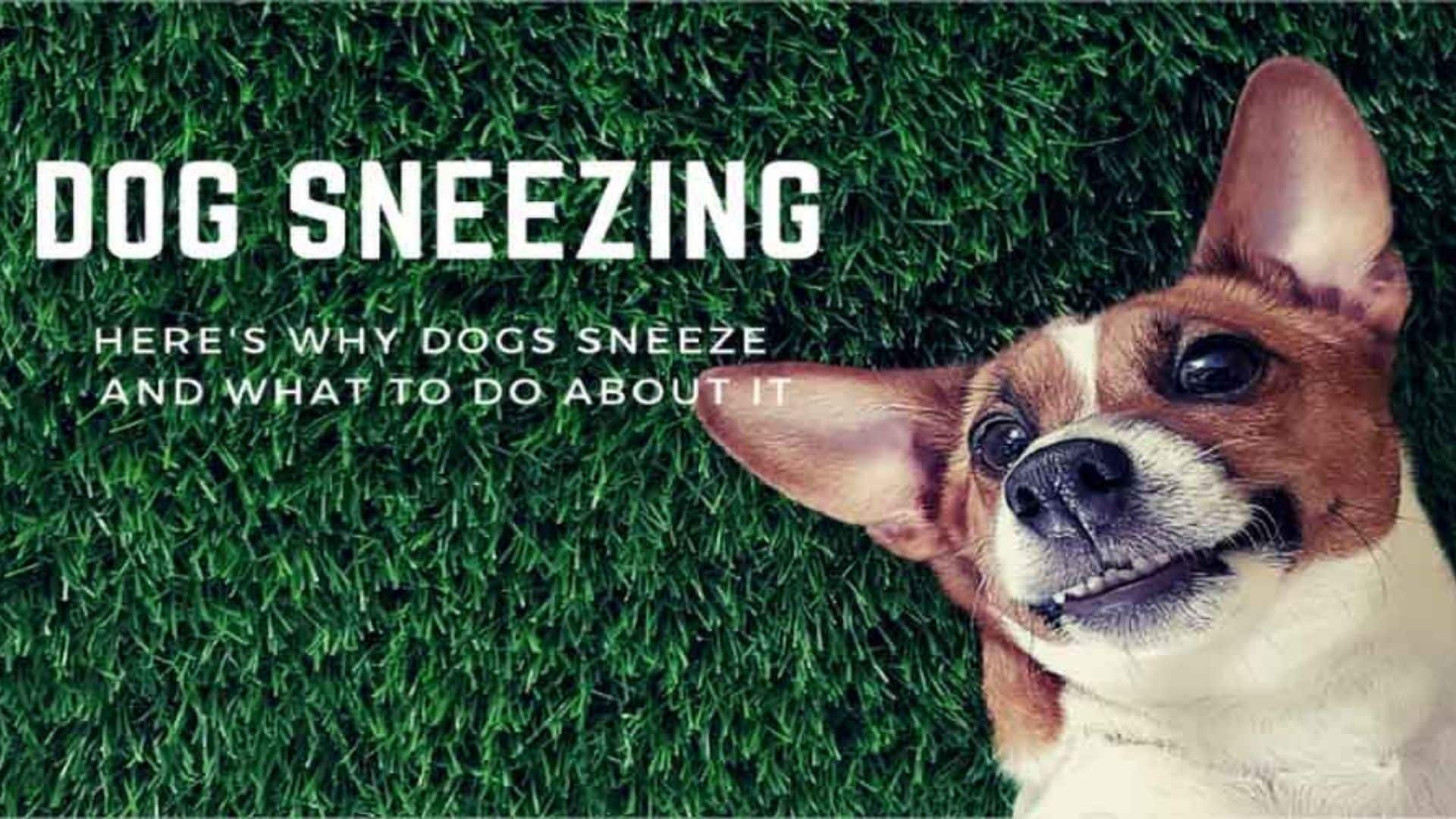 Dog Sneezing? Here's Why Dogs Sneeze - And What To Do About It