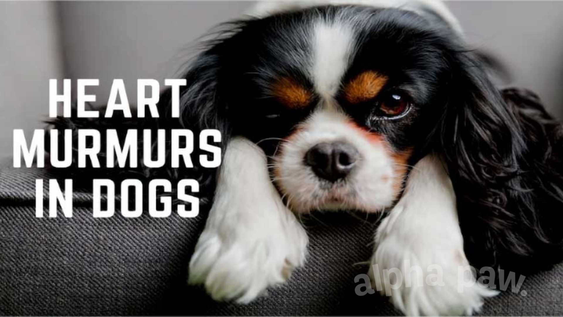 Heart Murmurs In Dogs