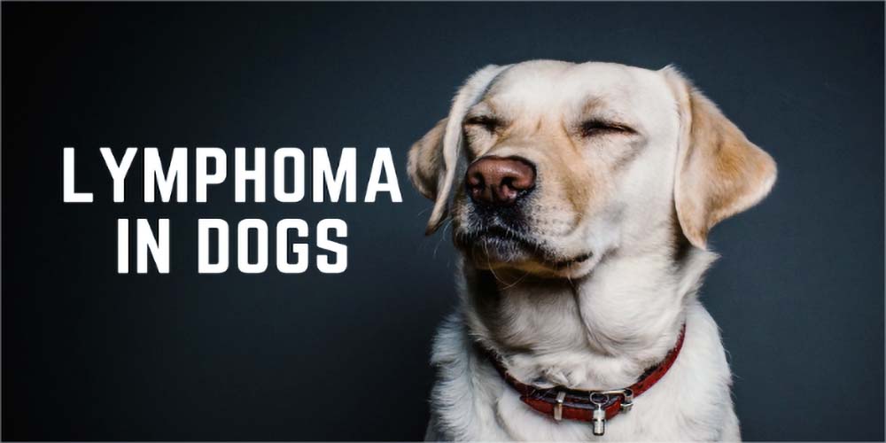 How Can I Tell If My Dog Has Lymphoma / How Dogs Are Teaching Researchers New Tricks For Treating Cancer - How to react if you suspect your dog has and enlarged heart contact your vet immediately.