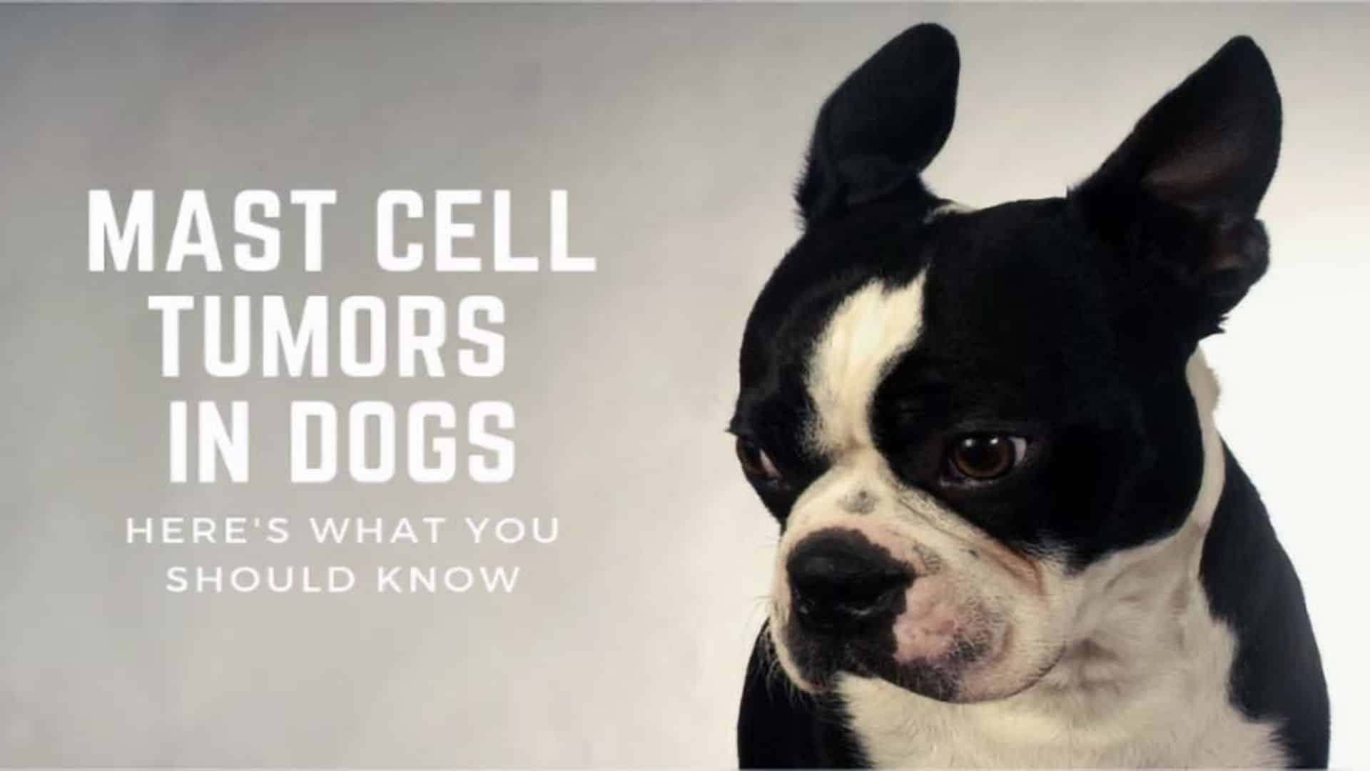 Are Mast Cell Tumors In Dogs Curable