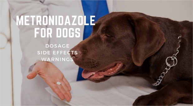 Metronidazole for Dogs: Dosage, Side Effects & Warnings ...