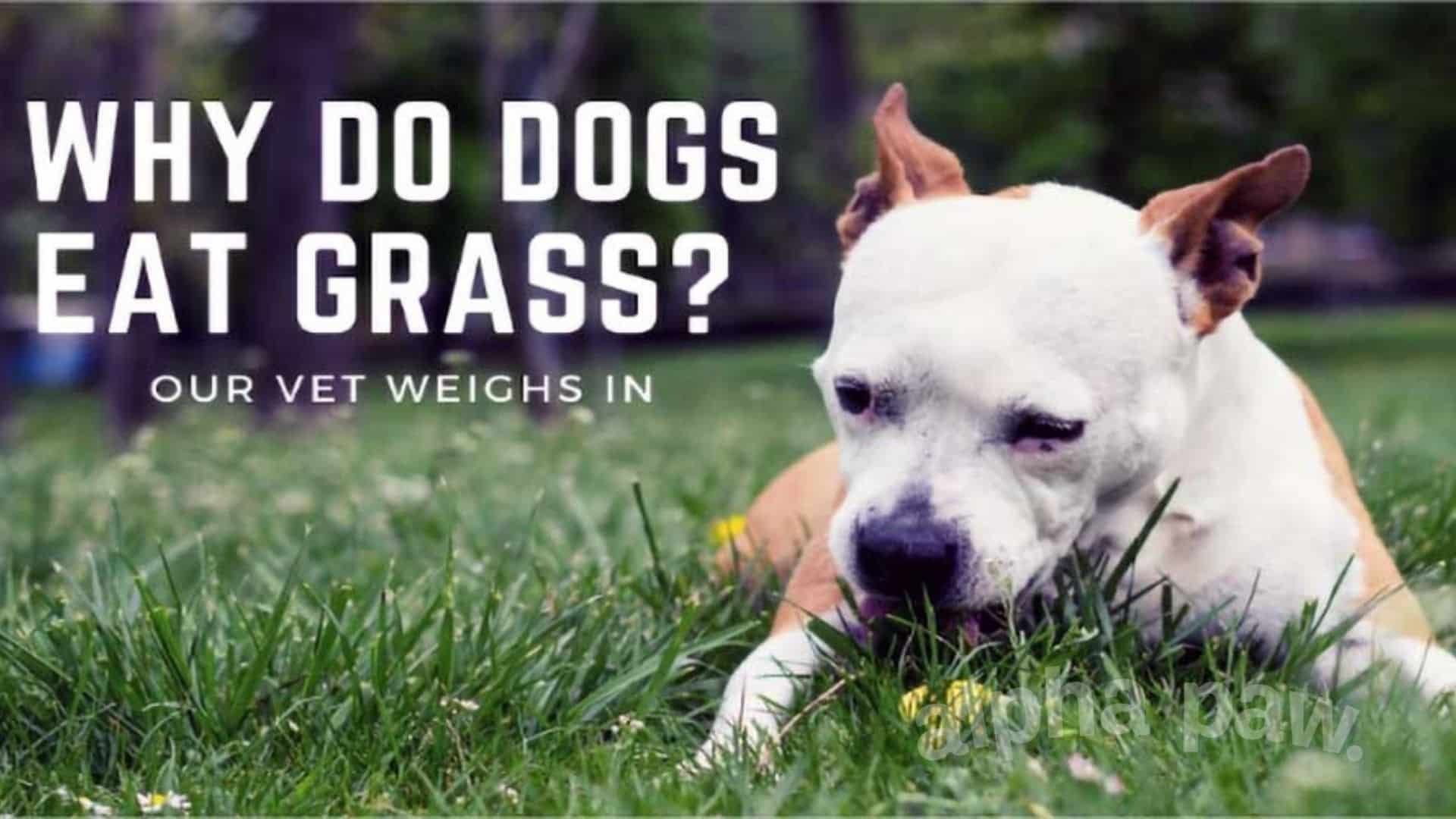 Why Do Dogs Eat Grass Our Vet Weighs In With Answers