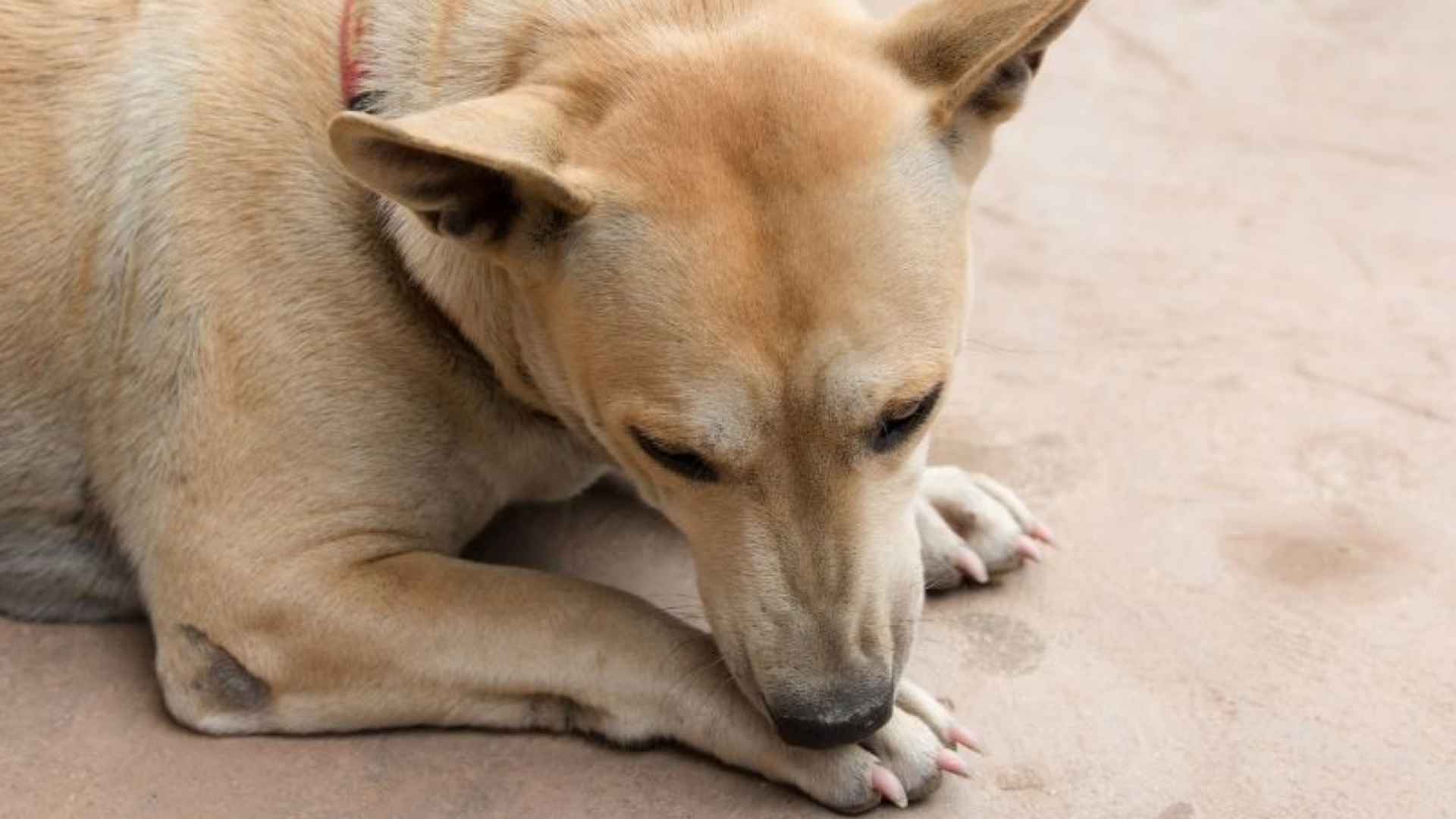 Why is my dog suddenly licking his paws