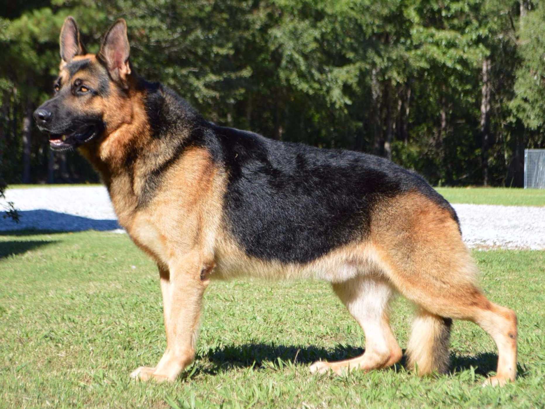 10 Dog Breeds Ready To Risk It All For Your Protection