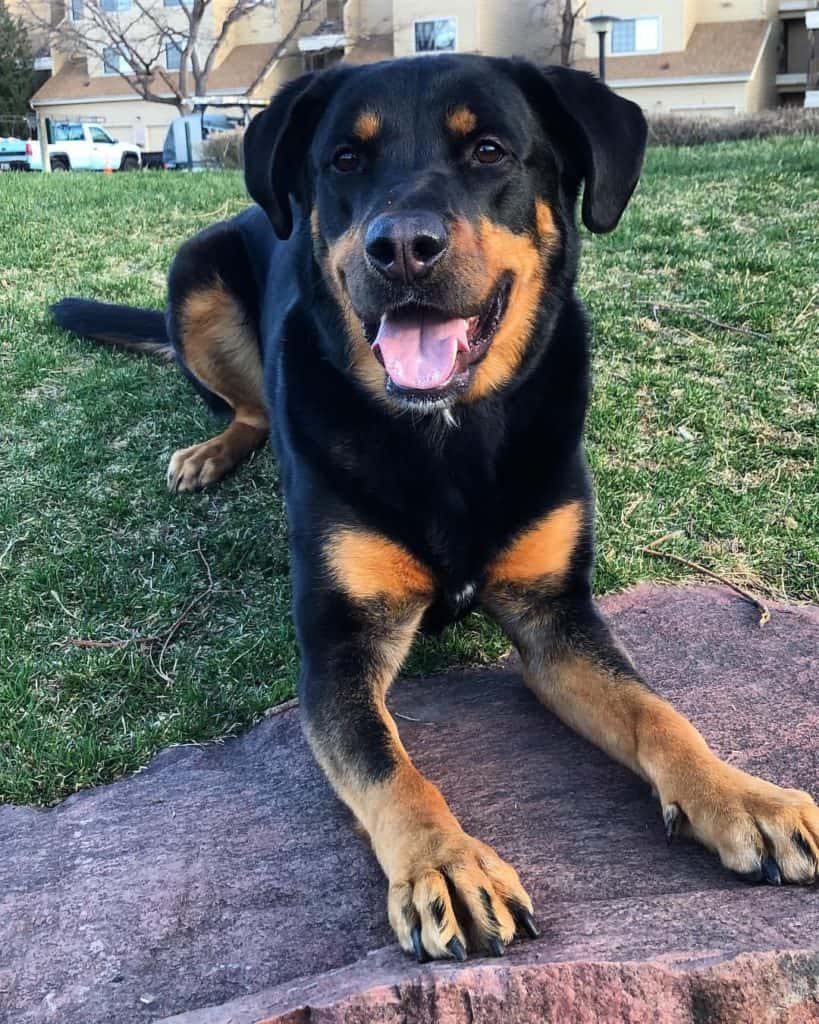 Rottweiler Lab Mix Facts