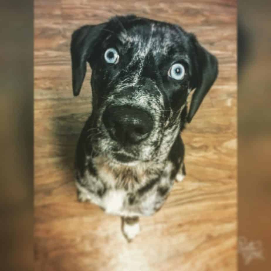 Lab Catahoula Mix Facts Paw