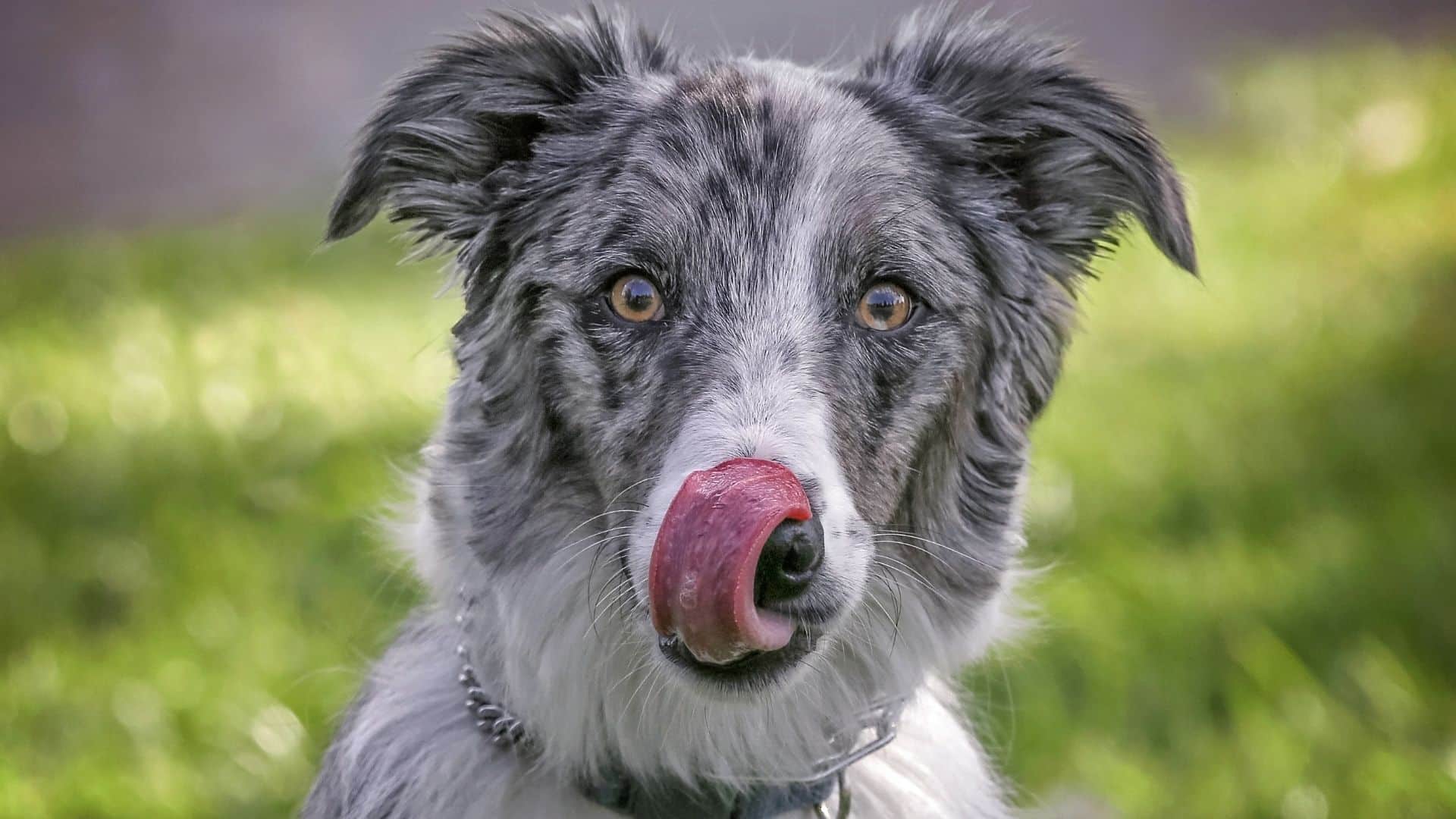 41 Australian Shepherd Mix Breeds