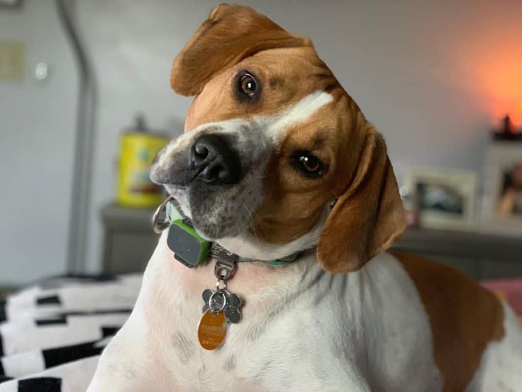 beagle pitbull mix puppy