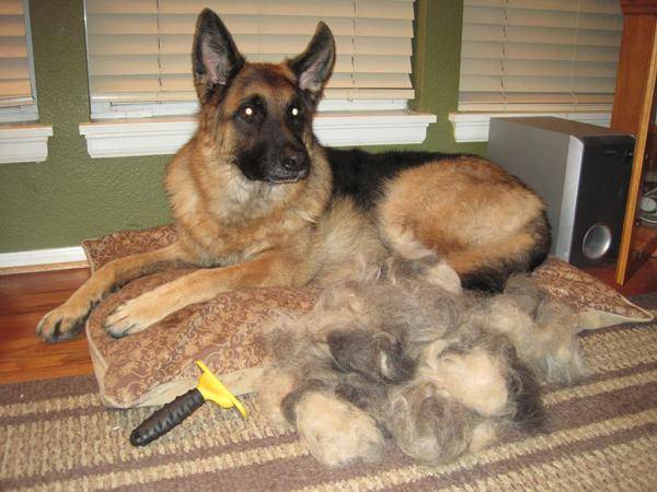 how bad do german shepherds shed