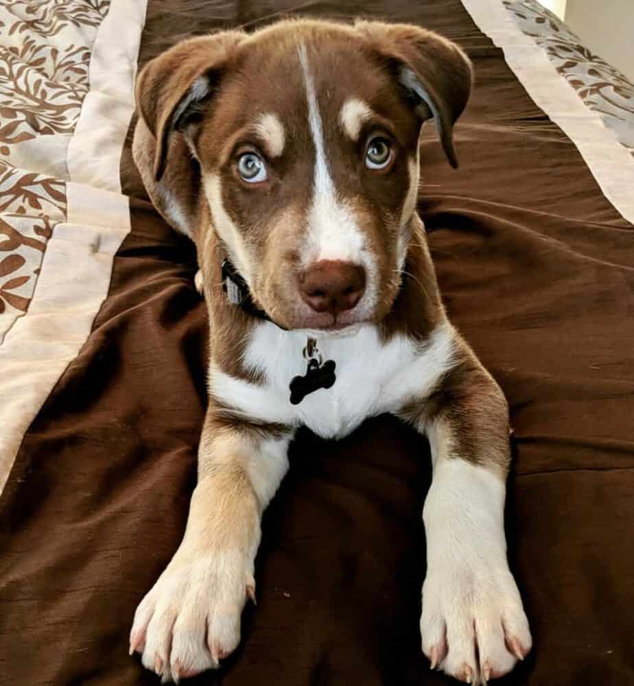boxer husky mix puppies for sale near me