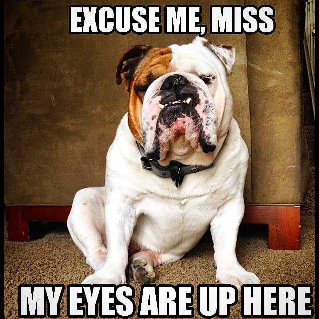 Funny Bulldog Meme 23 great bulldog meme's to zone out on - UpdateBanget.id