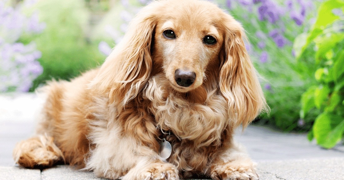 English Cream Dachshund: A Posh English Gentleman | Alpha Paw