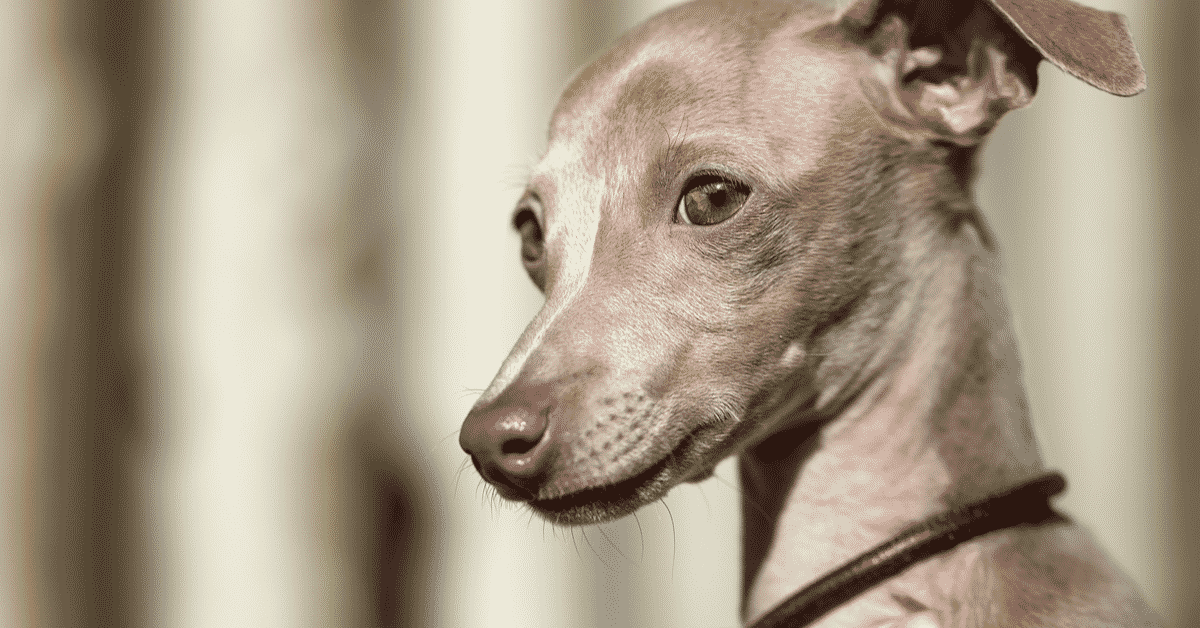 are greyhound rat terriers good with other dogs