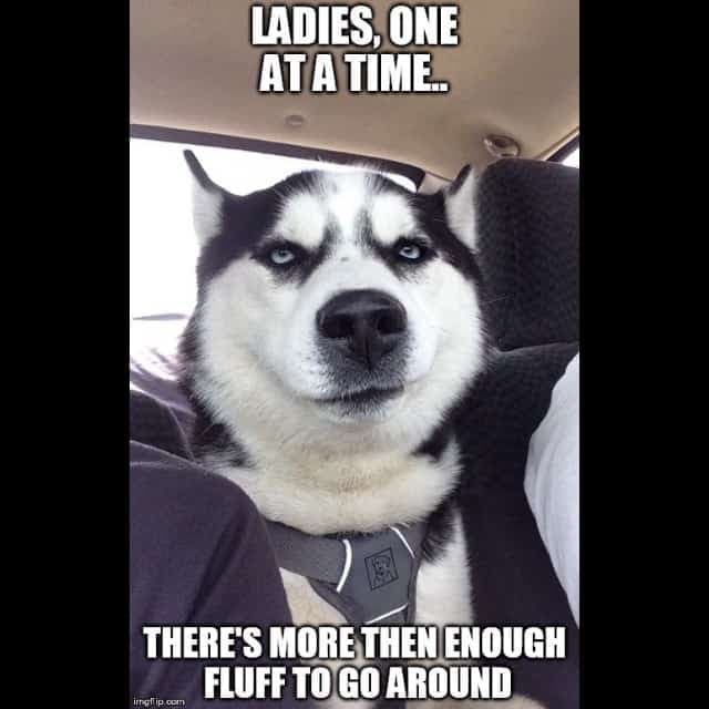 husky dog memes