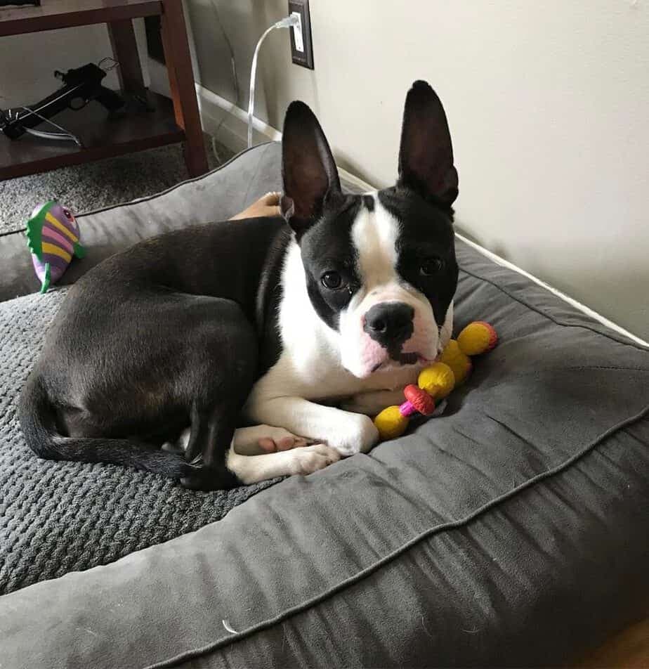 what is a boston terrier mixed with