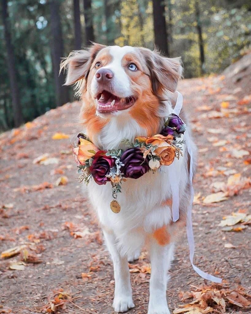 10 Border Collie Mixes That Blend Beauty and Brains