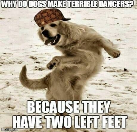 do dogs have two left feet