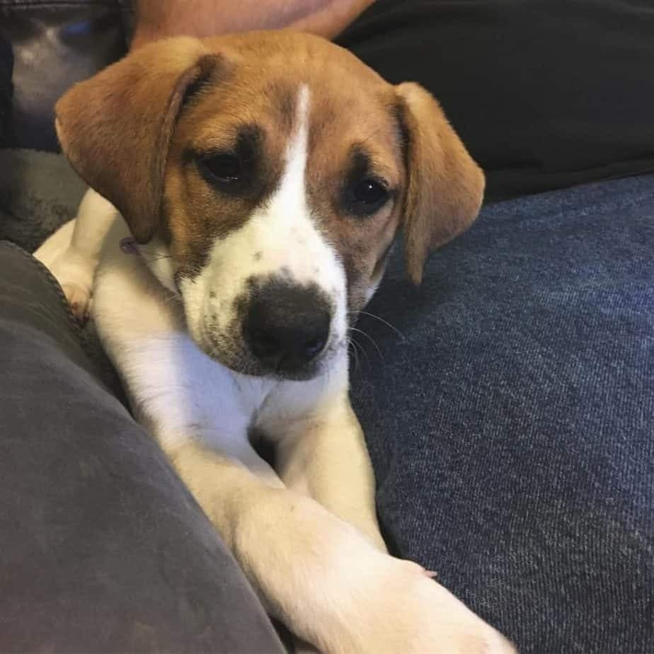 beagle mixed with boxer