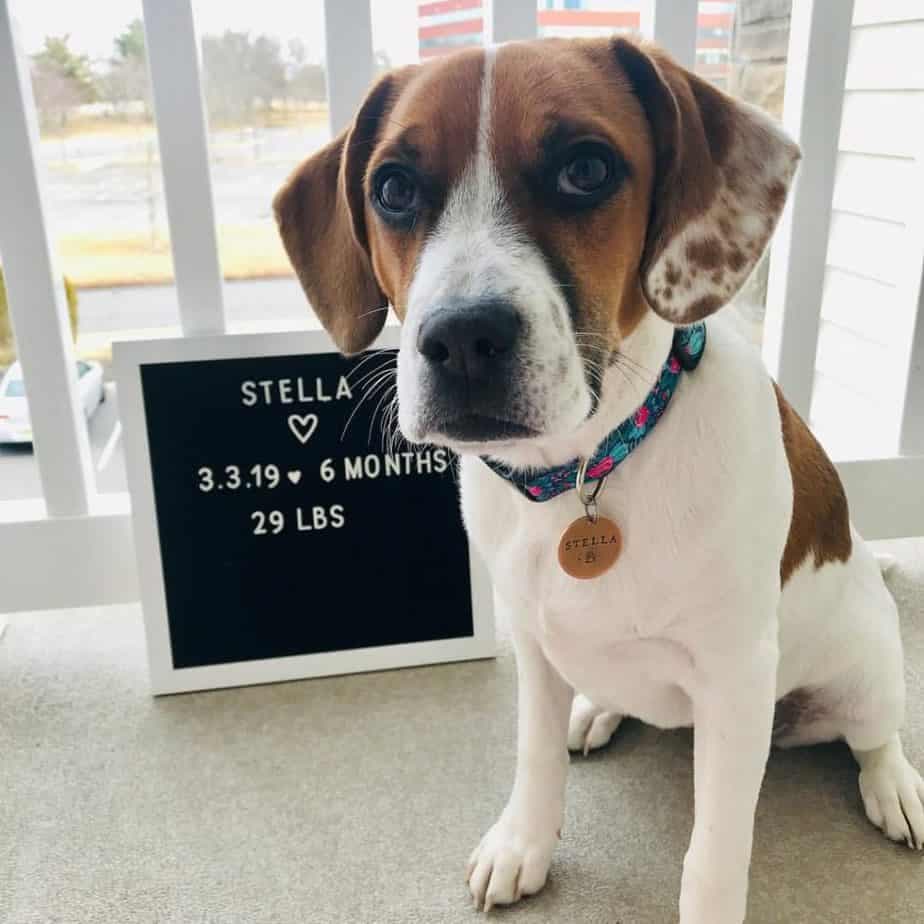 beagle mixed with boxer