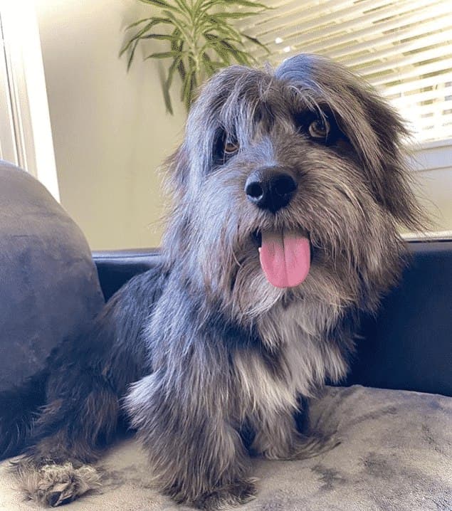 Cairn Terrier Dachshund Mix: An Exotic Name For A Doggo