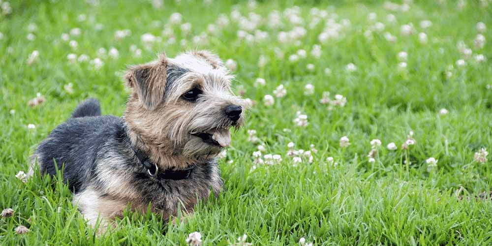 Cairn Terrier Dachshund Mix An Exotic Name For A Chill Doggo