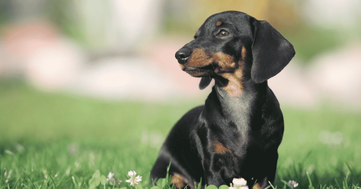 black and brown miniature dachshund