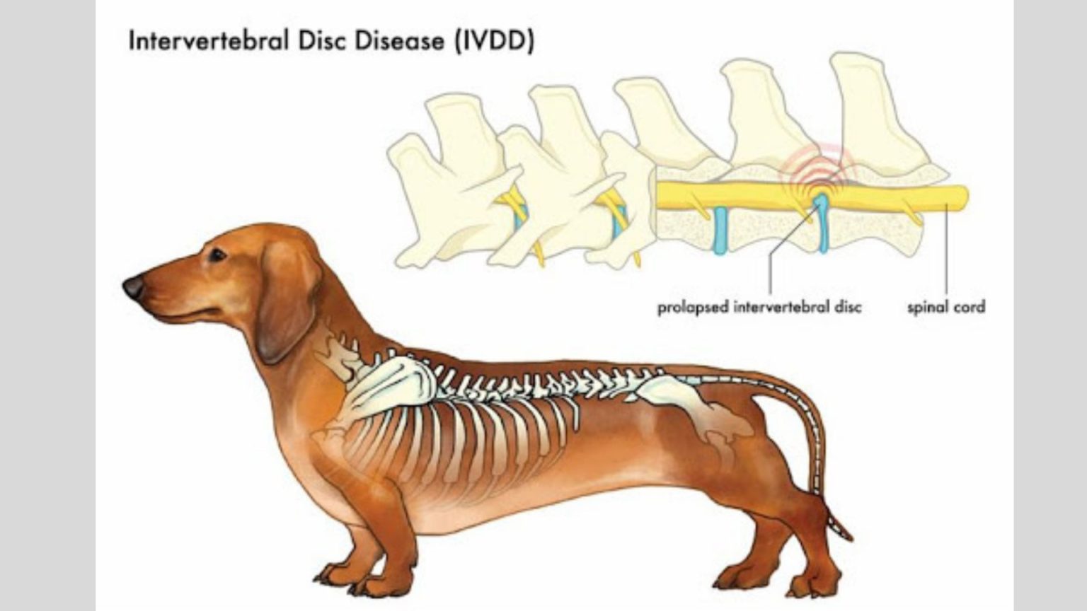 preventing-ivdd-in-dachshunds