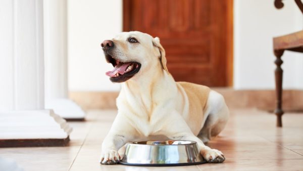 Freshen Up Fido's Breath: A DIY Guide to a Homemade Dog Water