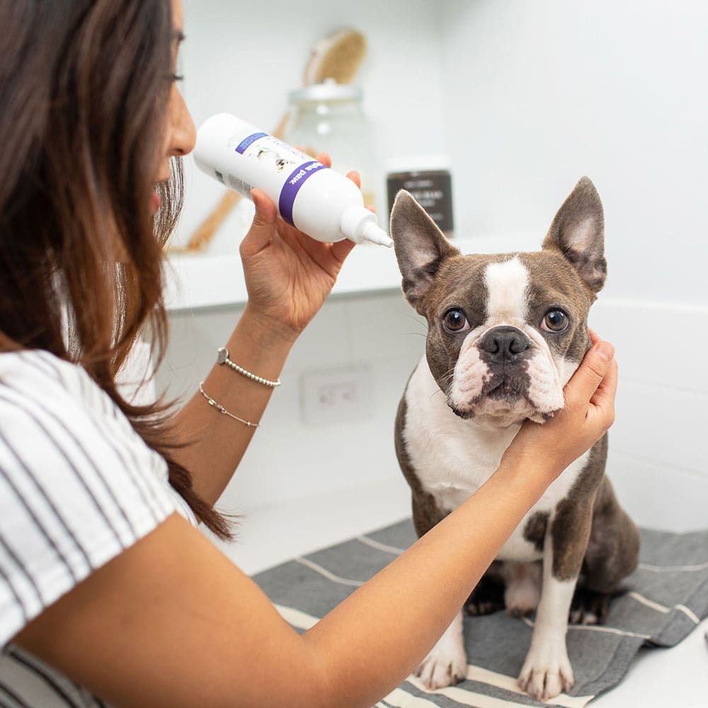 Antibacterial & Antifungal Medicated Ear Flush - Alpha Paw