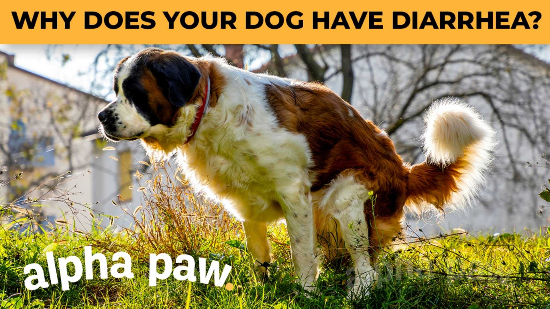 why-does-my-dog-have-diarrhea-here-s-why-and-how-to-stop-it