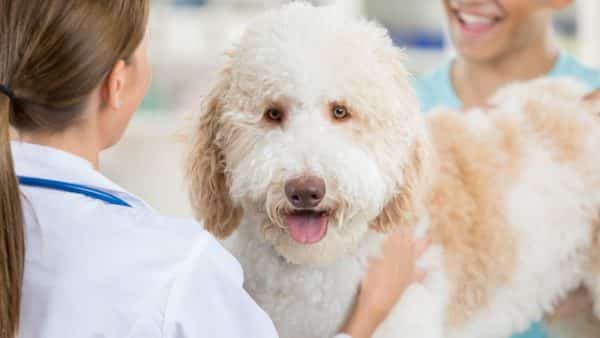 Preventive care and wellness guidelines for dogs