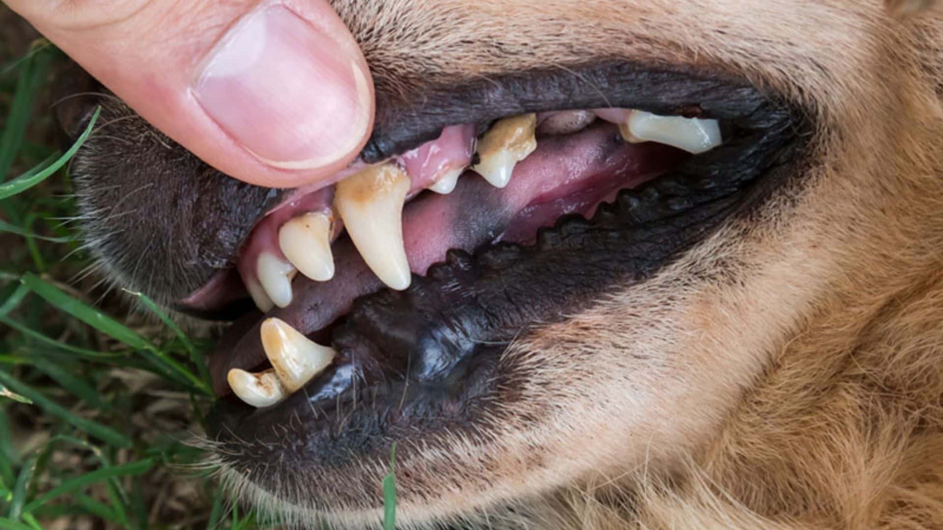 periodontal-disease-in-dogs-warning-signs-treatment-and-prevention