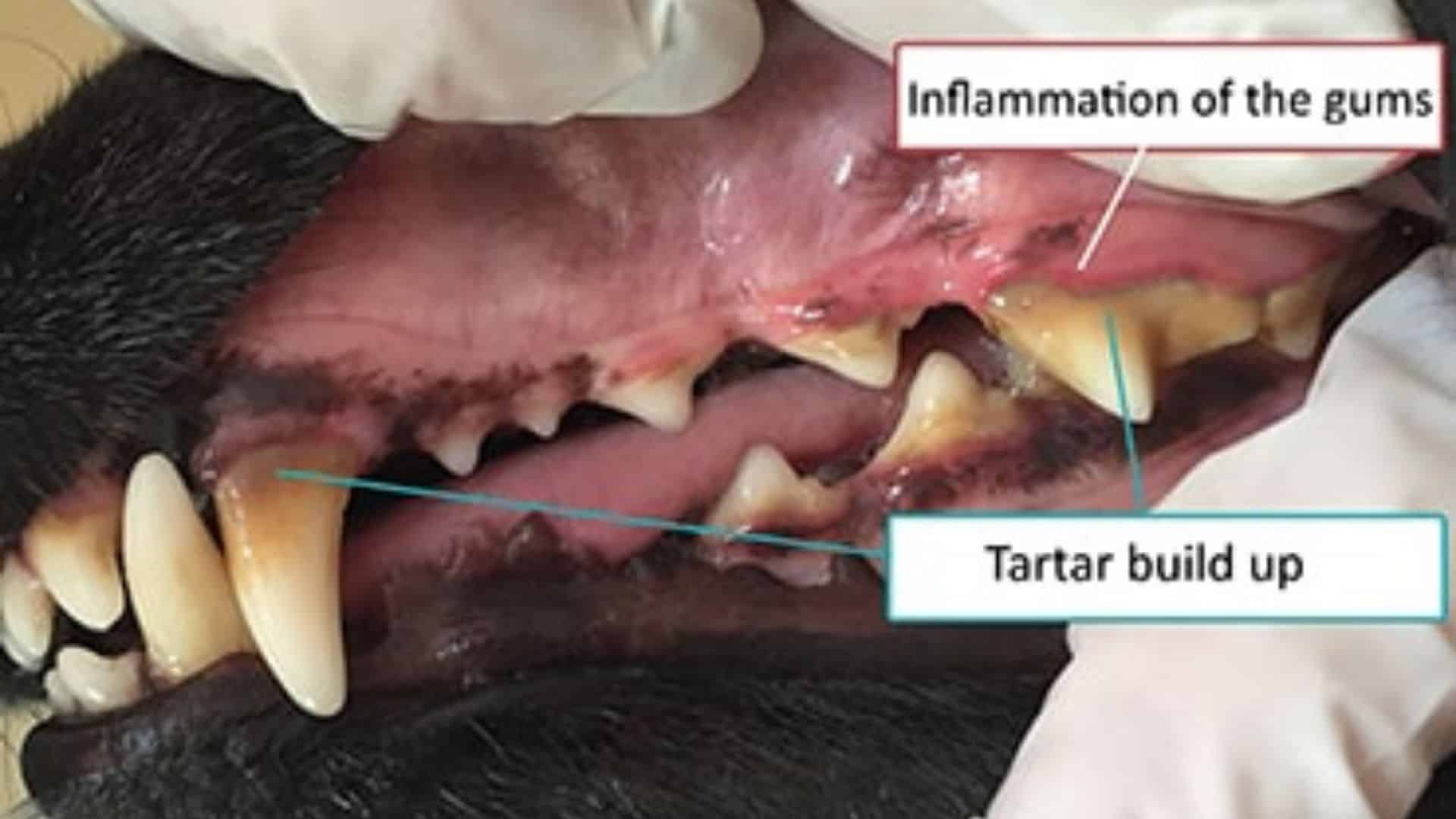 periodontal-disease-in-dogs-warning-signs-treatment-and-prevention