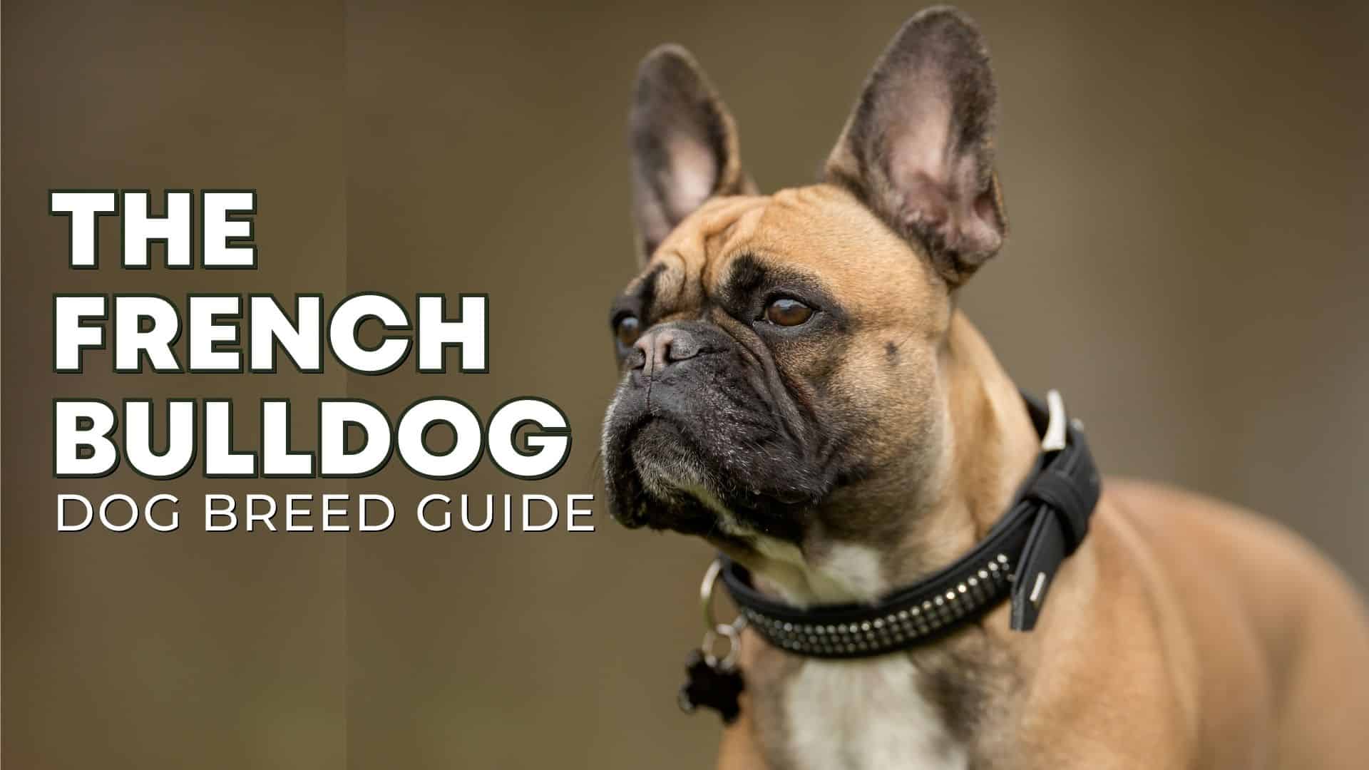 French Bulldog Breed Guide: Facts, Health and Care