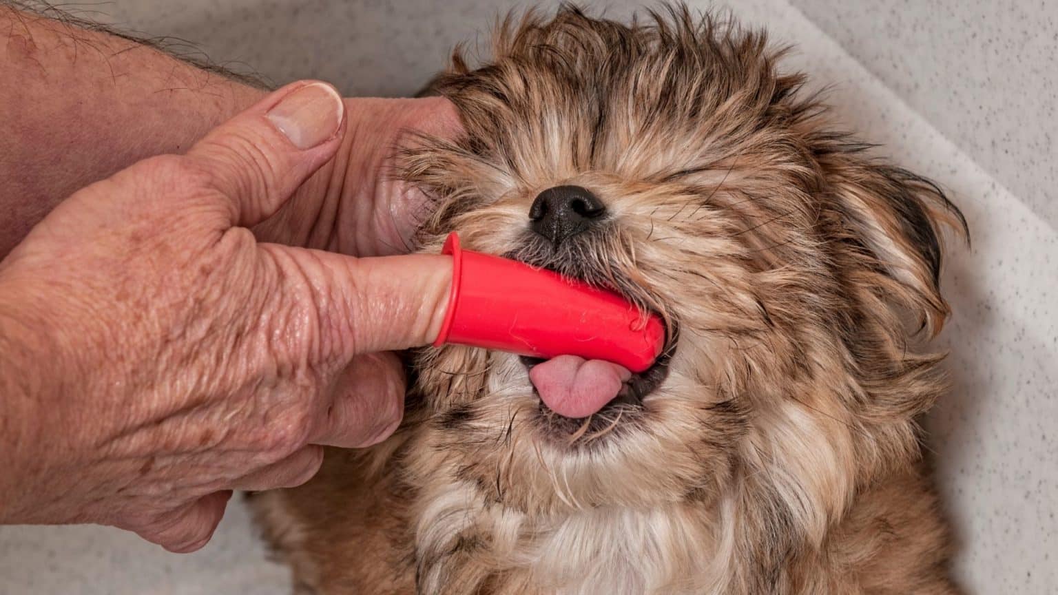 how-to-remove-plaque-from-a-dog-s-teeth